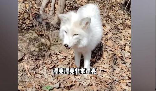 《白狐》在线观看 第3张 《白狐》在线观看 第3张